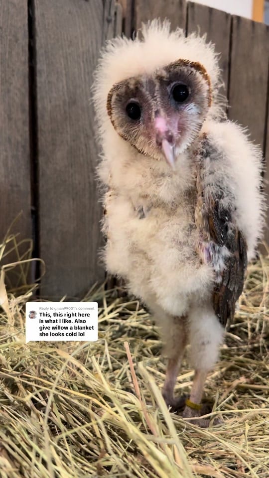 Post 8 by OhioBirdSanctuary on TikTok (video)
