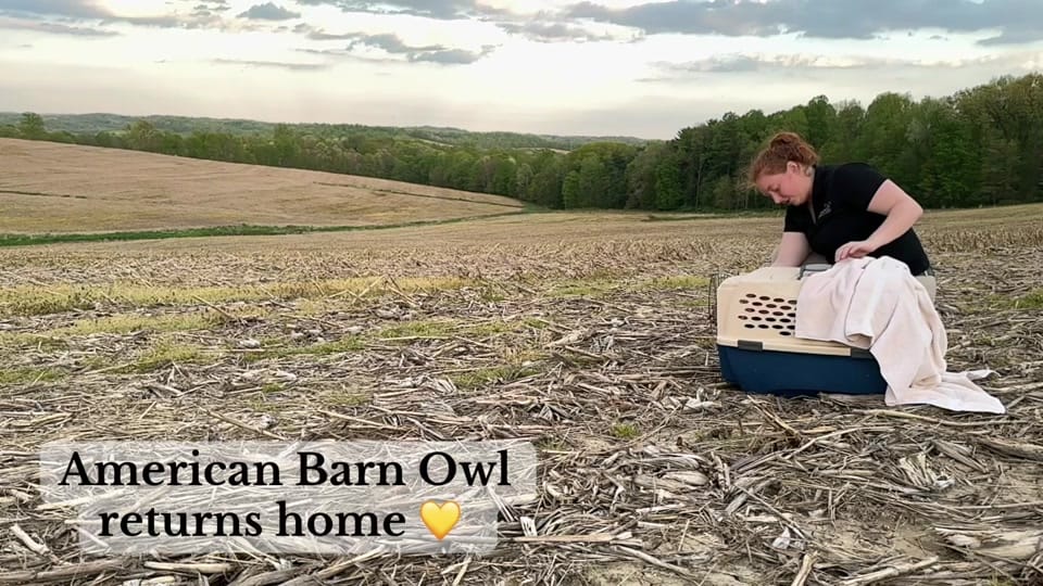 Post 4 by OhioBirdSanctuary on TikTok (video)