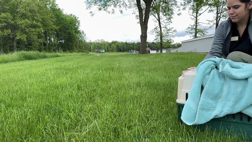 Post 9 by OhioBirdSanctuary on TikTok (video)