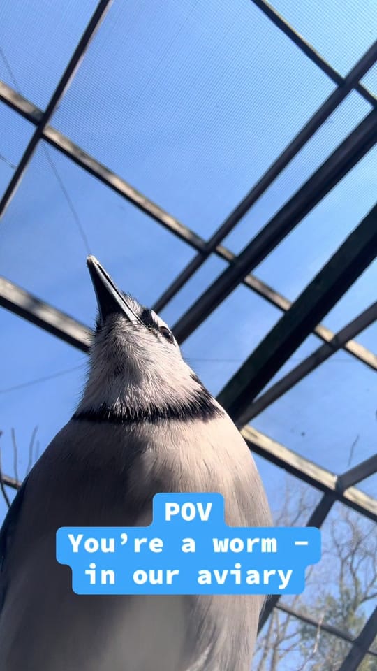 Post 6 by OhioBirdSanctuary on TikTok (video)