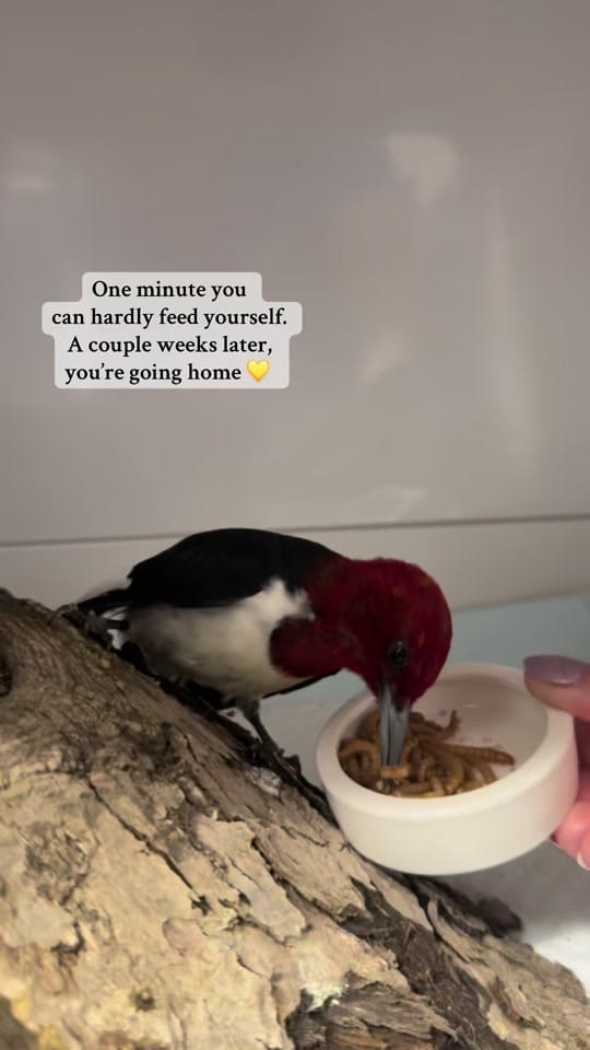 Post 1 by OhioBirdSanctuary on TikTok (video)