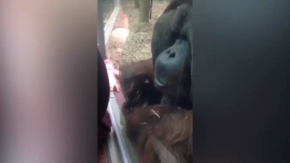 Post 10 by GoGoMum on TikTok (video)