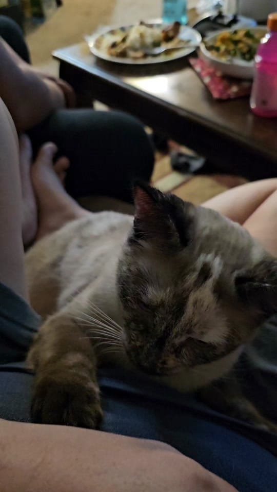 Post 4 by Mel 🙋‍♀️ | Nasi 😸 | Mie 😺 on TikTok (video)