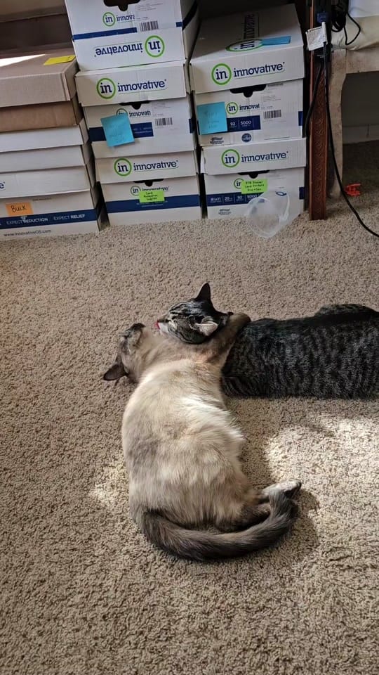 Post 3 by Mel 🙋‍♀️ | Nasi 😸 | Mie 😺 on TikTok (video)