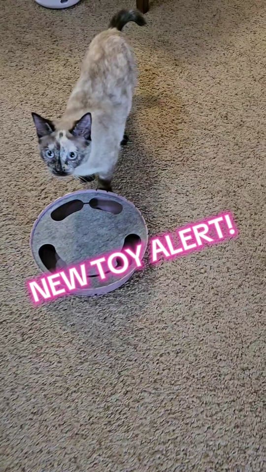 Post 6 by Mel 🙋‍♀️ | Nasi 😸 | Mie 😺 on TikTok (video)