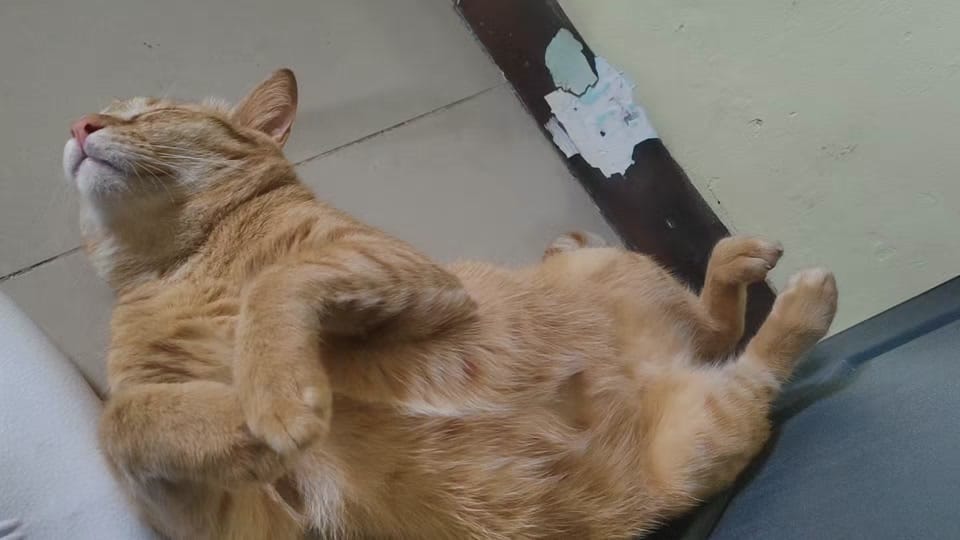 Post 5 by Storm & Friends 🐾 on TikTok (video)