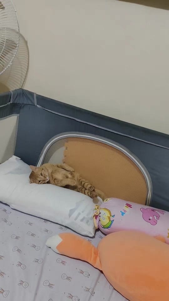 Post 3 by Storm & Friends 🐾 on TikTok (video)