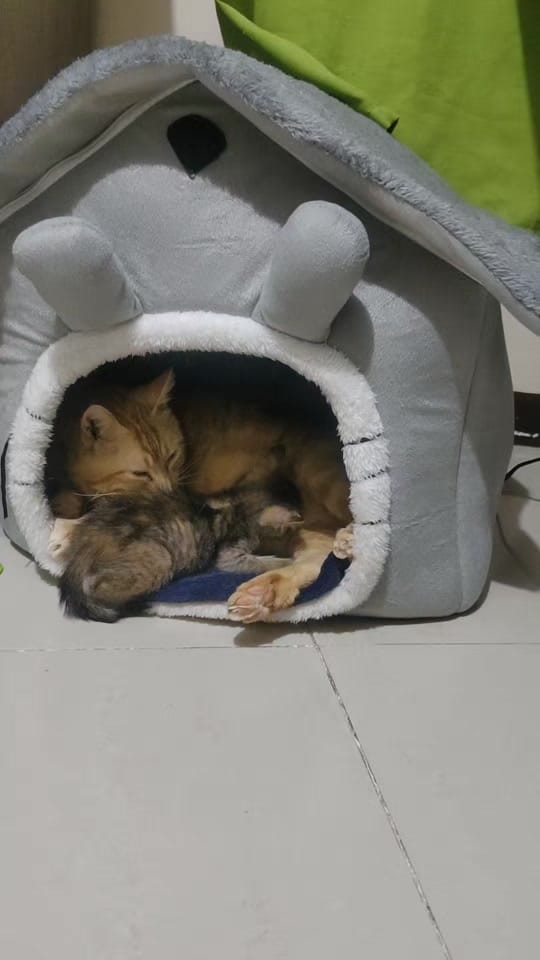 Post 1 by Storm & Friends 🐾 on TikTok (video)