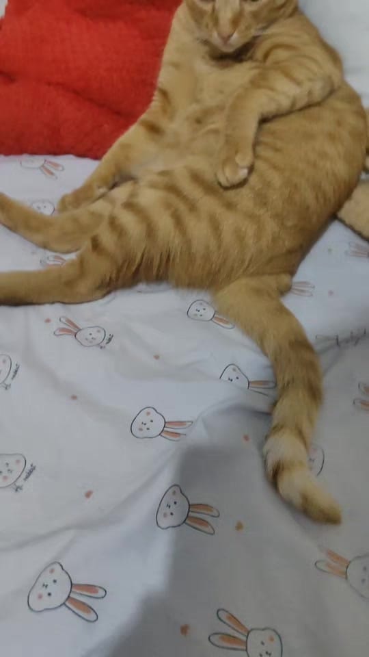 Post 4 by Storm & Friends 🐾 on TikTok (video)