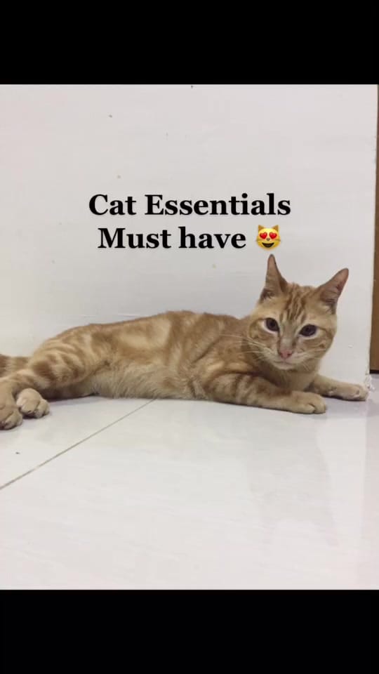 Post 9 by Storm & Friends 🐾 on TikTok (video)
