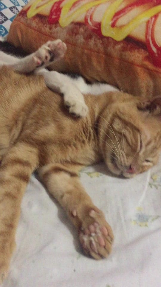 Post 10 by Storm & Friends 🐾 on TikTok (video)