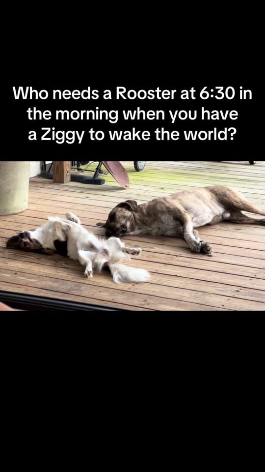 Post 1 by Nursebees 🐝 🐝 🐕 🐈 on TikTok (video)