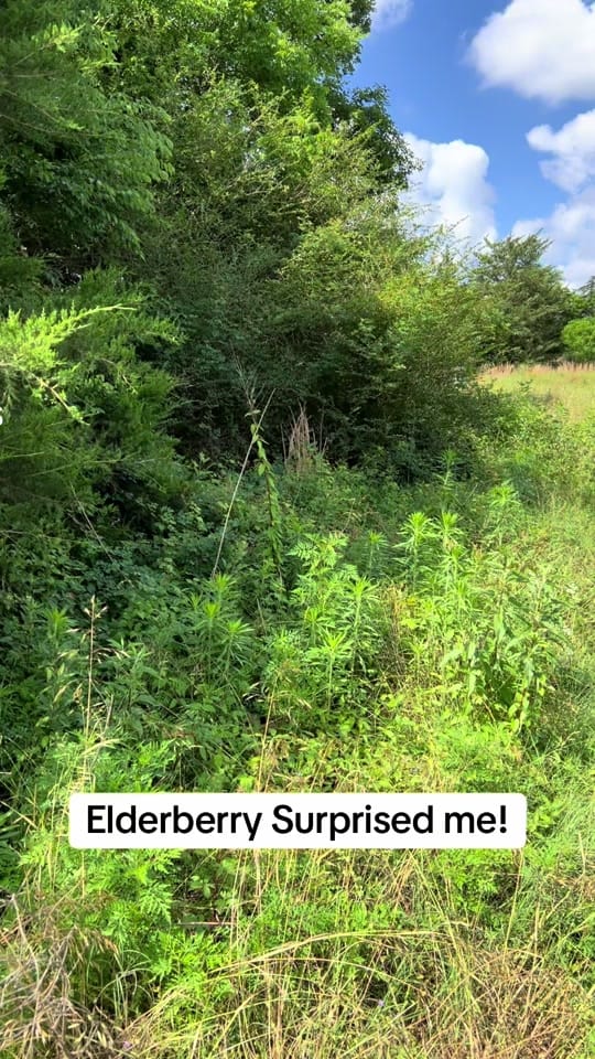 Post 7 by Nursebees 🐝 🐝 🐕 🐈 on TikTok (video)