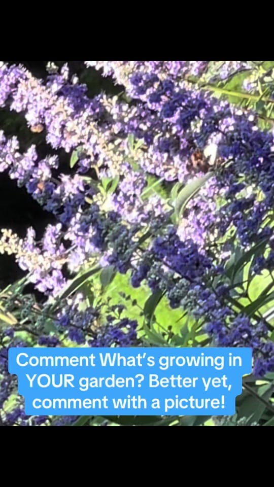Post 3 by Nursebees 🐝 🐝 🐕 🐈 on TikTok (video)