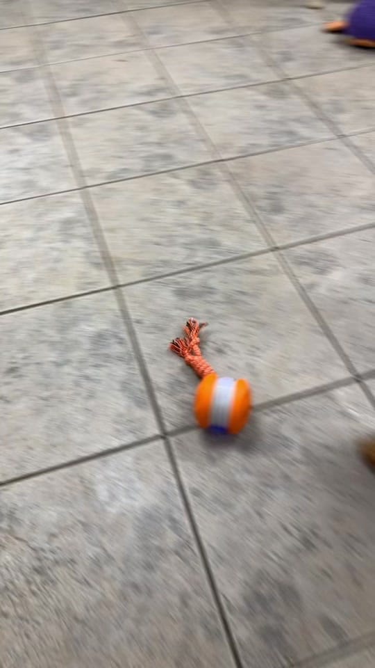 Post 5 by Tara on TikTok (video)