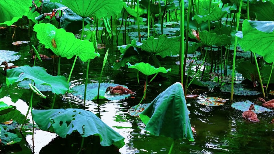 Post 4 by Nature Lovers on TikTok (video)