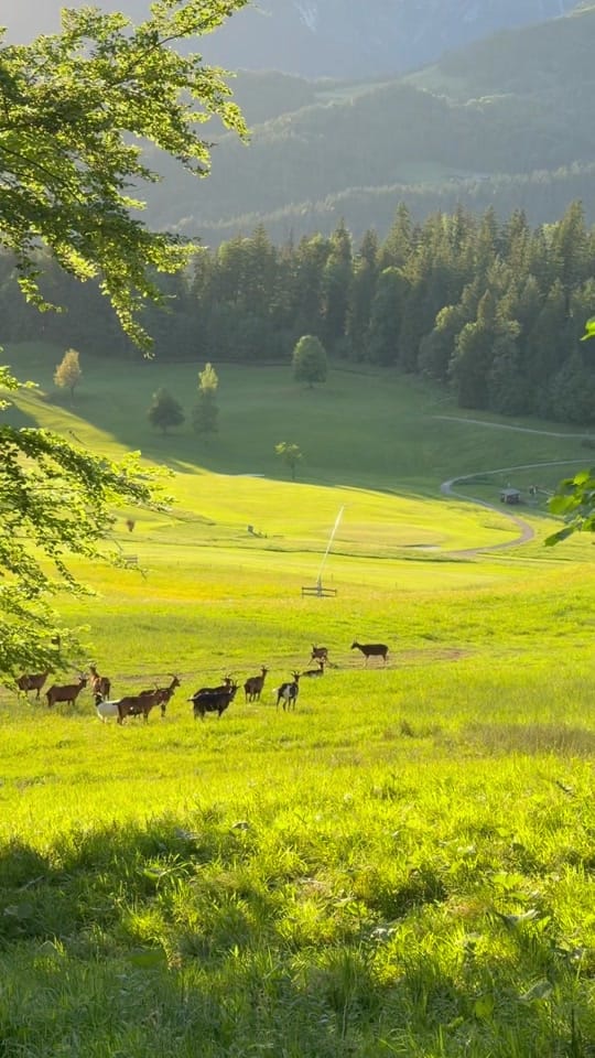 Post 6 by Nature Lovers on TikTok (video)