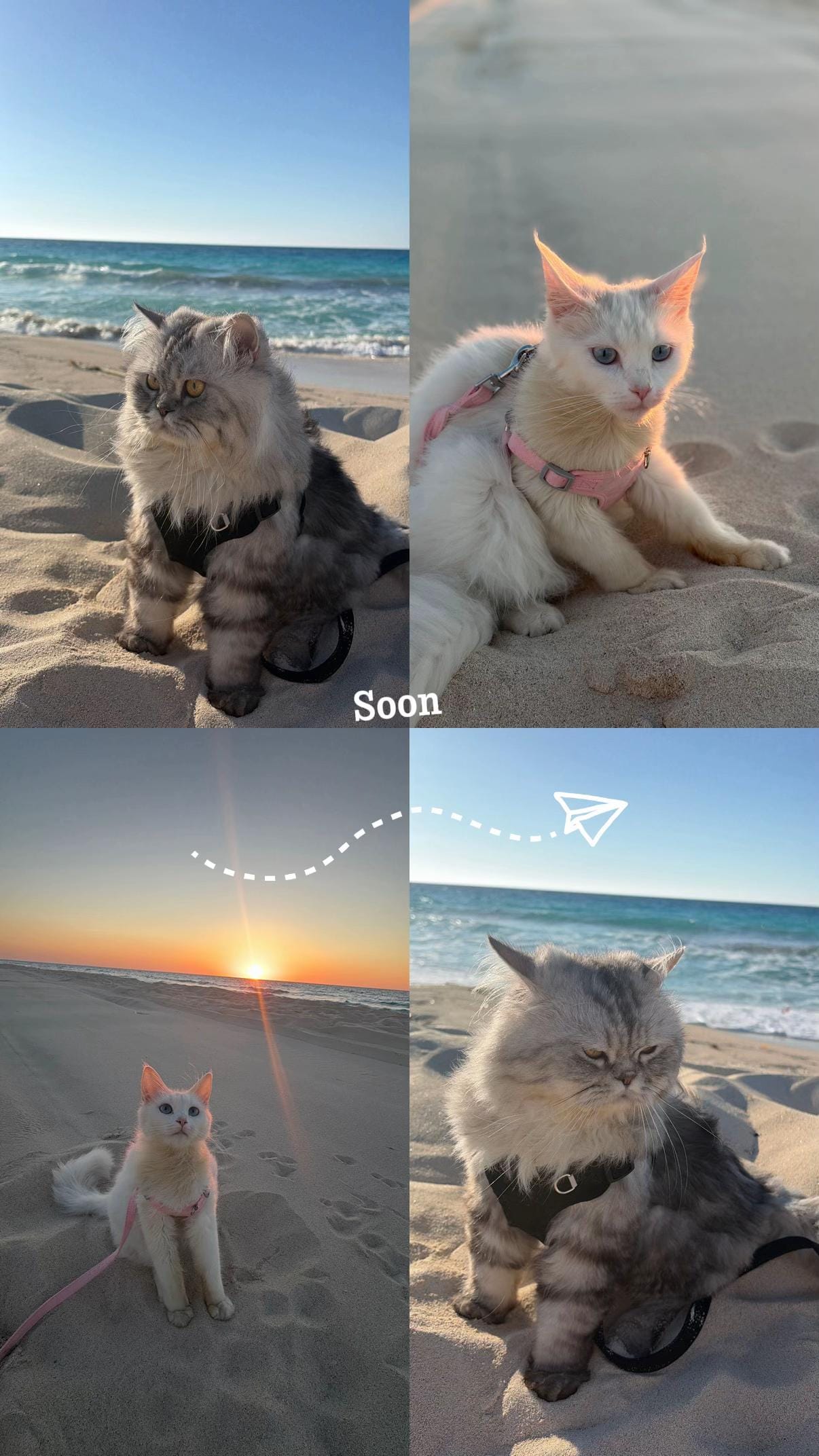 Post 7 by LeoFect on TikTok (video)
