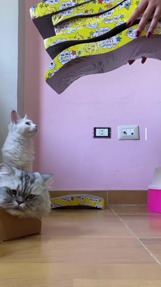 Post 9 by LeoFect on TikTok (video)