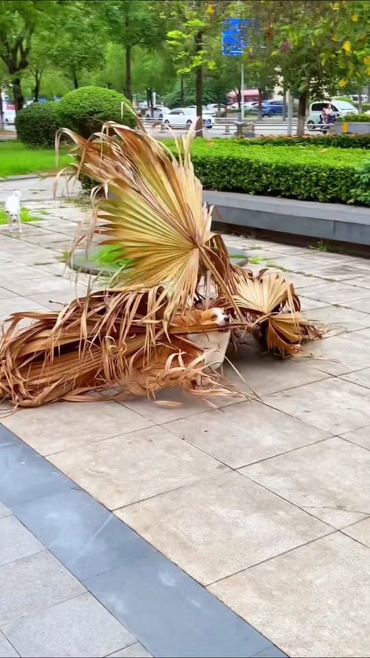 Post 10 by lasaintgeorge 🐲 on TikTok (video)