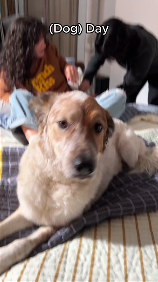 Post 6 by Brooklinen on TikTok (video)