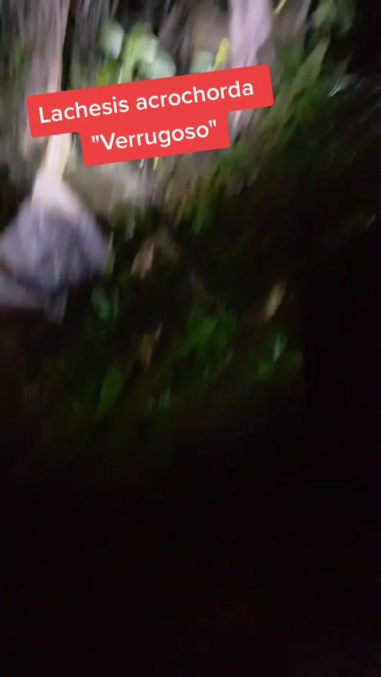 Post 5 by Elson Meneses-Pelayo on TikTok (video)