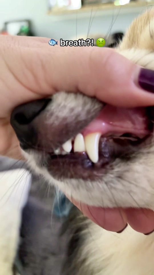 Post 7 by 🐾Atlas•Koda•Zeus🐾 on TikTok (video)