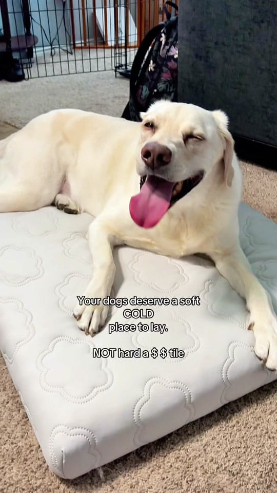 Post 8 by 🐾Atlas•Koda•Zeus🐾 on TikTok (video)