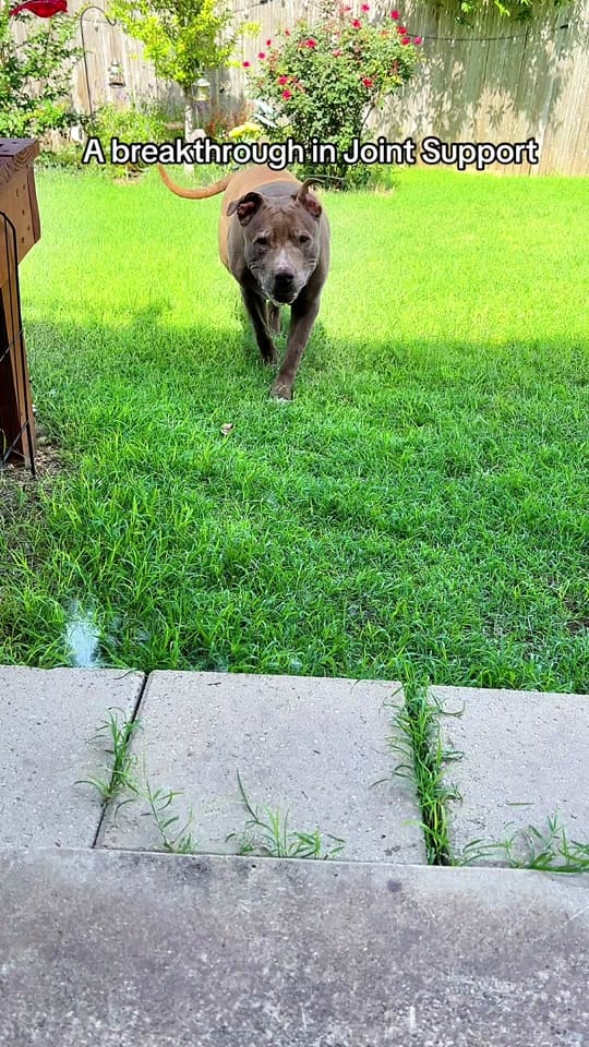 Post 6 by 🐾Atlas•Koda•Zeus🐾 on TikTok (video)