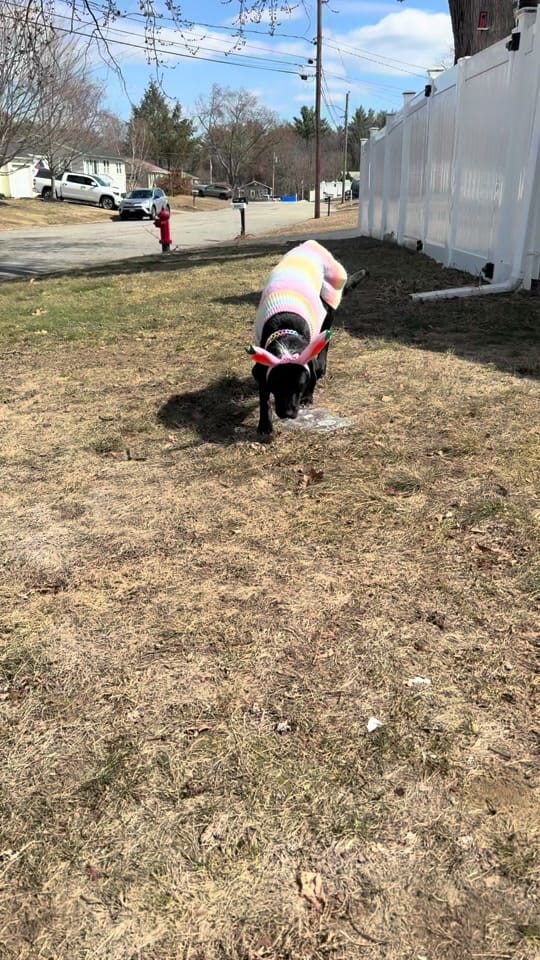Post 1 by Miss Wiggle Butt🩷 on TikTok (video)