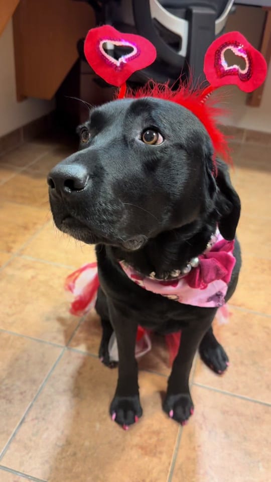 Post 2 by Miss Wiggle Butt🩷 on TikTok (video)