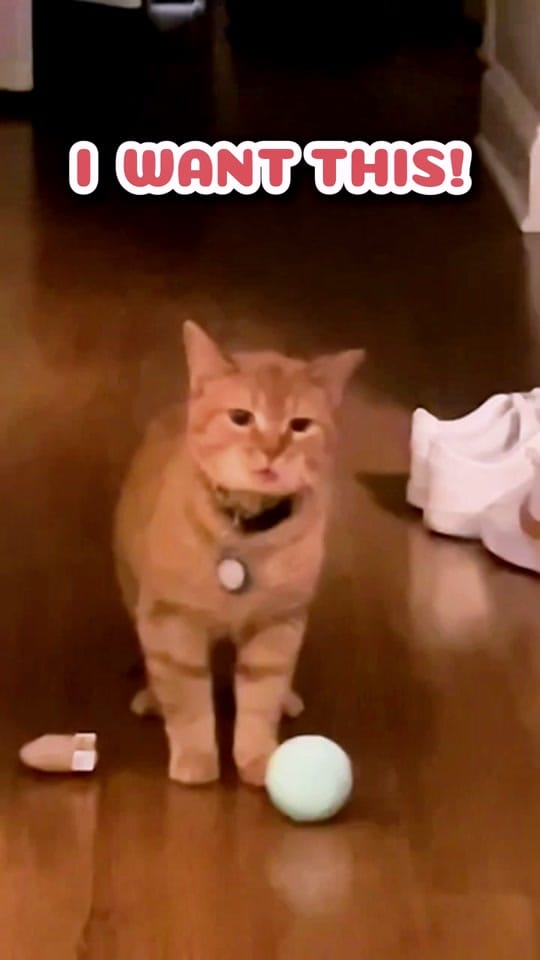 Post 1 by Petter Care Philippines on TikTok (video)