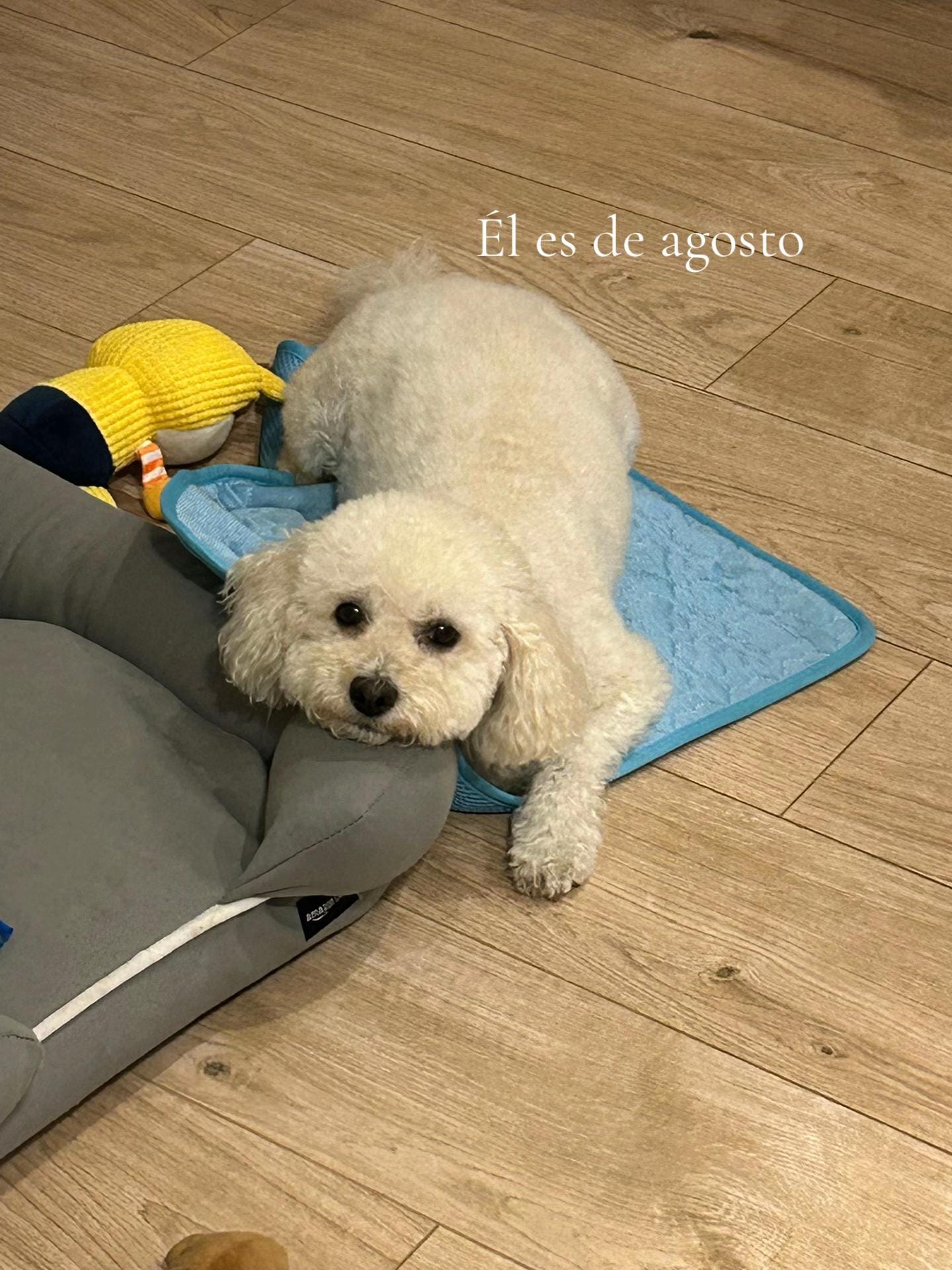 Post 4 by Laura Lloret on TikTok (video)