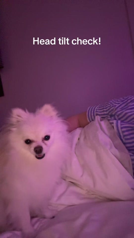 Post 6 by Bonnie Pom on TikTok (video)