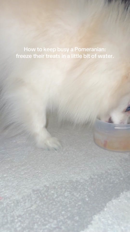 Post 5 by Bonnie Pom on TikTok (video)