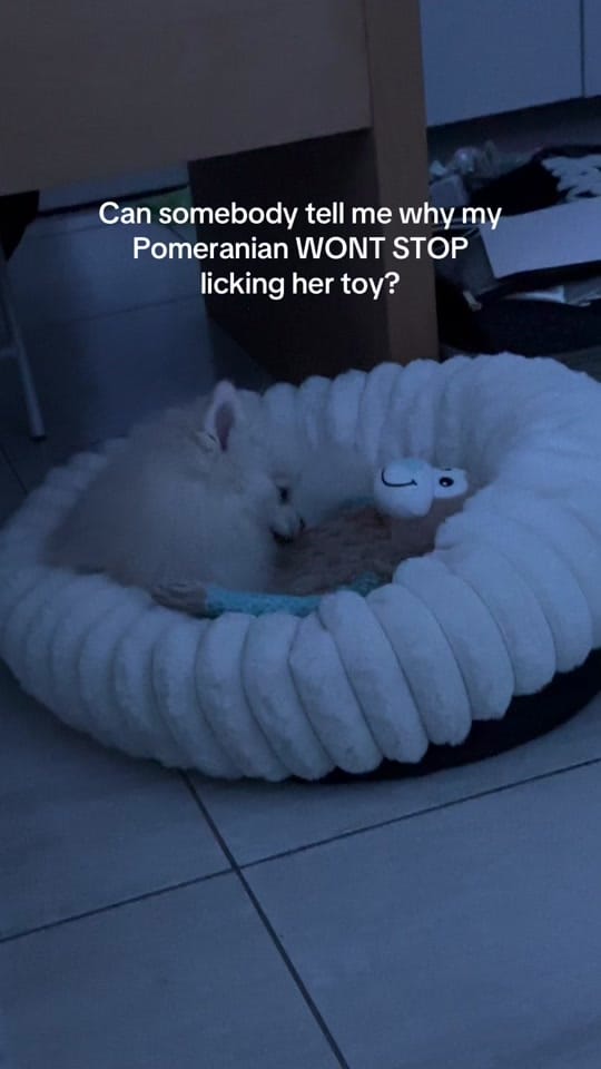 Post 1 by Bonnie Pom on TikTok (video)
