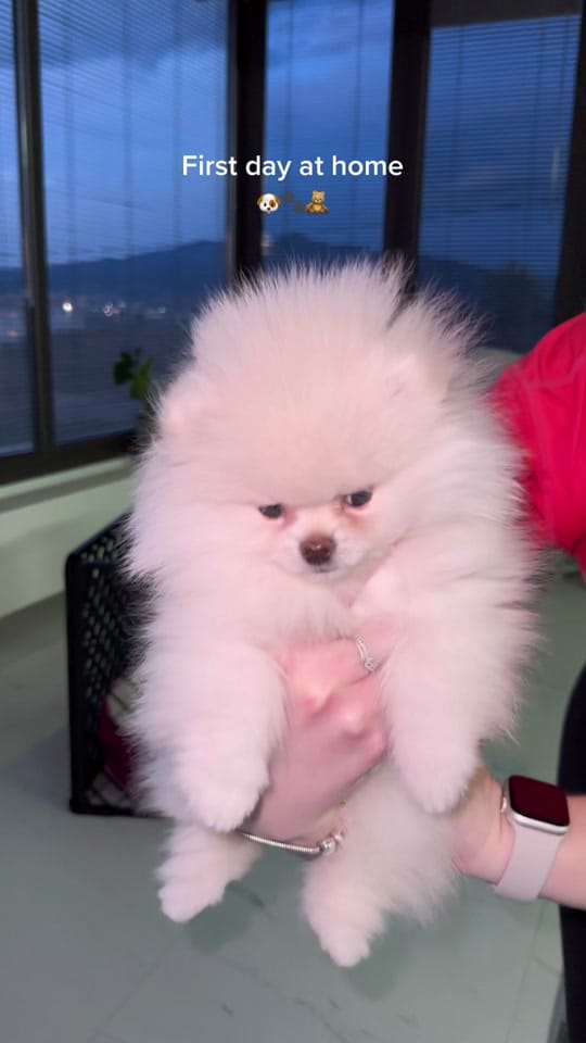 Post 10 by Bonnie Pom on TikTok (video)