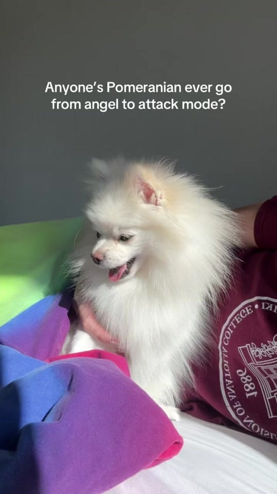 Post 3 by Bonnie Pom on TikTok (video)