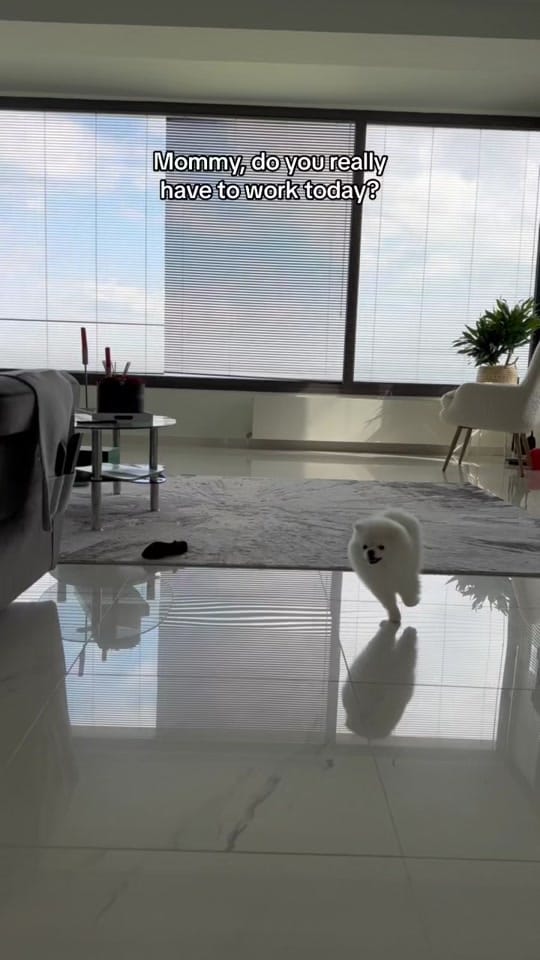 Post 8 by Bonnie Pom on TikTok (video)