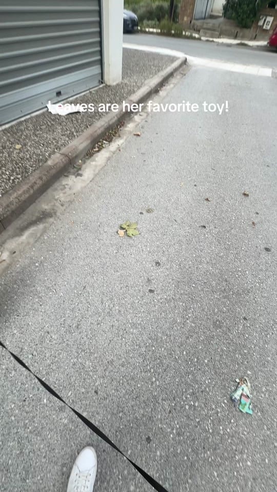 Post 2 by Bonnie Pom on TikTok (video)