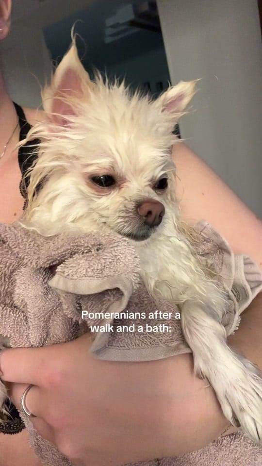 Post 4 by Bonnie Pom on TikTok (video)