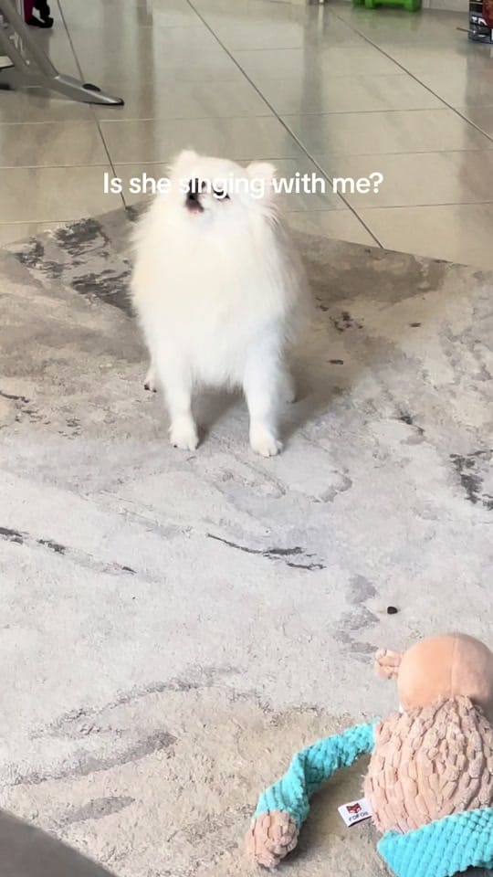 Post 7 by Bonnie Pom on TikTok (video)