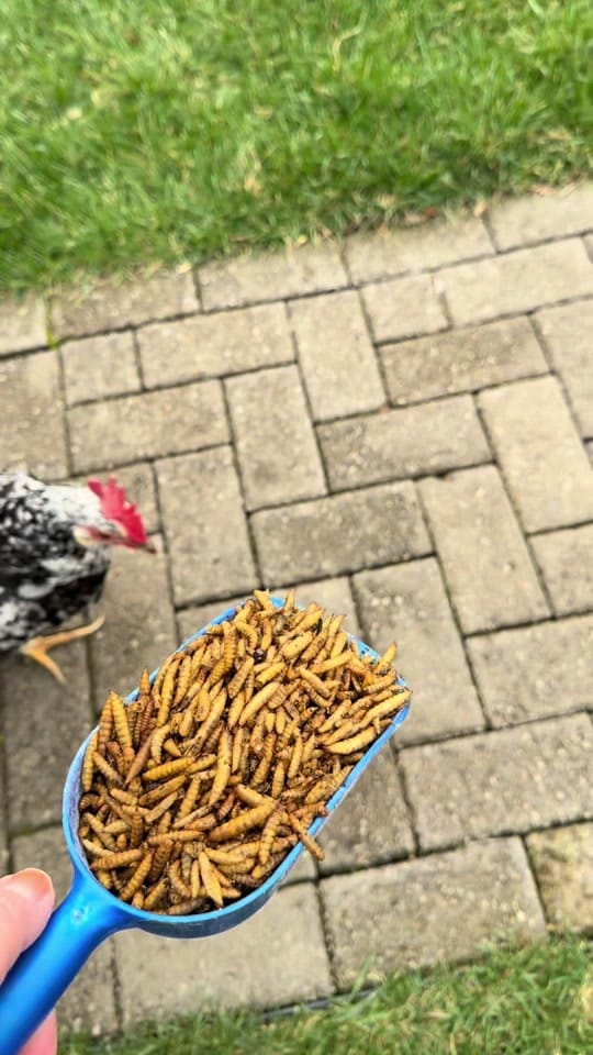 Post 4 by theeverydayhomeco on TikTok (video)
