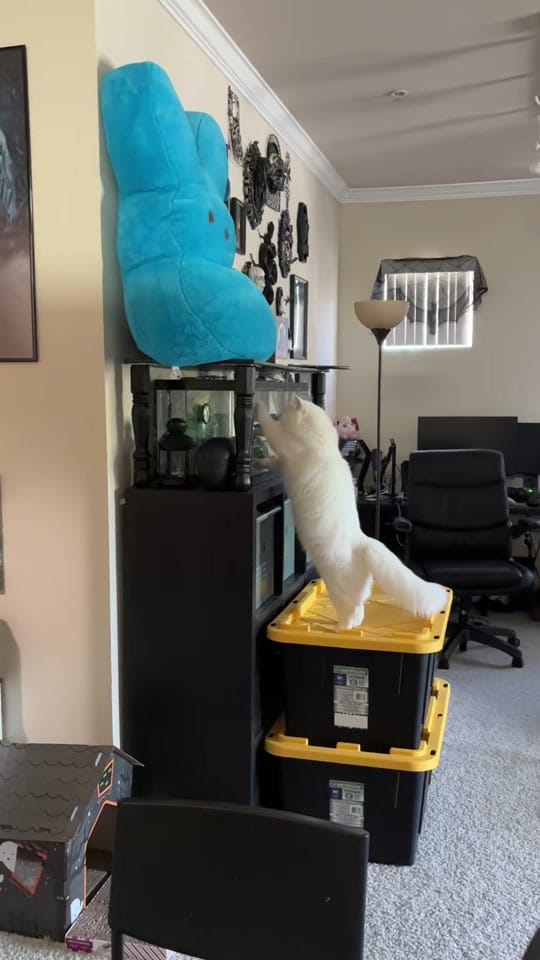 Post 7 by yasamin on TikTok (video)
