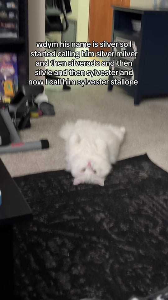 Post 5 by yasamin on TikTok (video)
