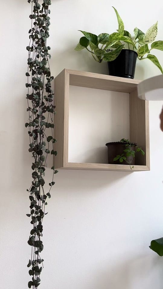 Post 3 by seedor.store - plant aesthetic on TikTok (video)