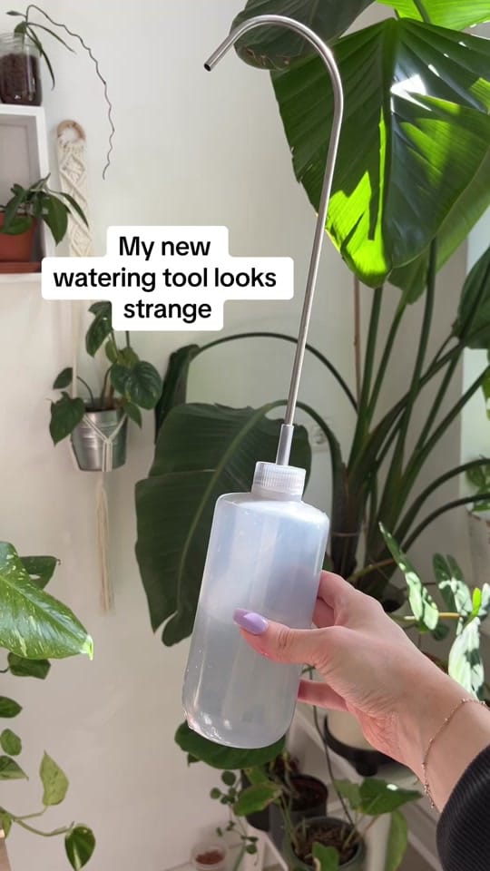 Post 4 by seedor.store - plant aesthetic on TikTok (video)