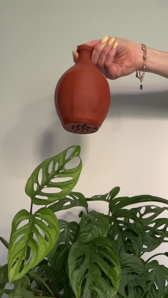 Post 9 by seedor.store - plant aesthetic on TikTok (video)