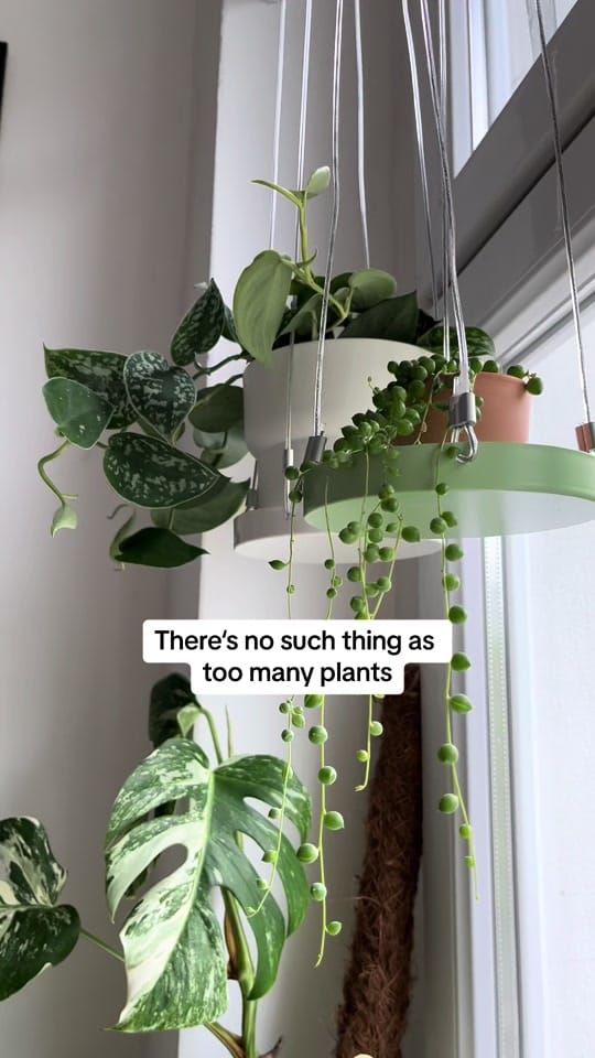 Post 5 by seedor.store - plant aesthetic on TikTok (video)