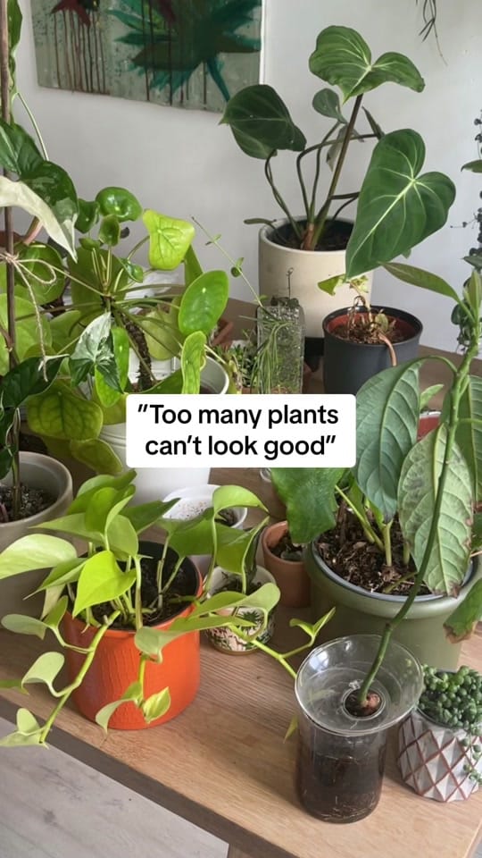 Post 2 by seedor.store - plant aesthetic on TikTok (video)
